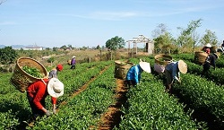 trabalho_rural